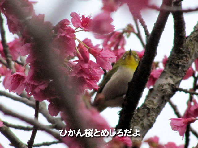 ひかん桜とめじろだよ