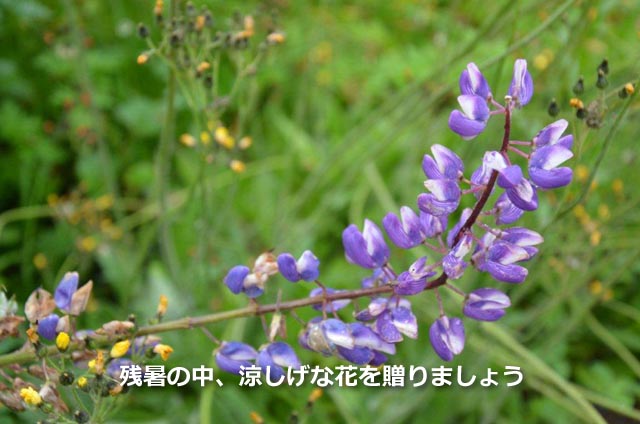 残暑の中、涼しげな花を贈りましょう