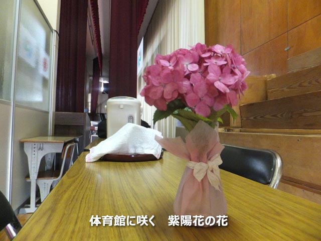 体育館に咲く 紫陽花の花