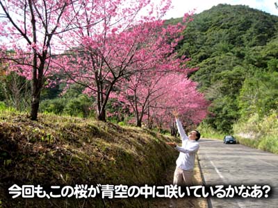 今回も、この桜が青空の中に咲いているかなあ？