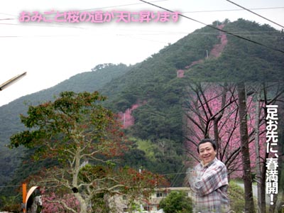 おみごと！桜の道が天に昇ります