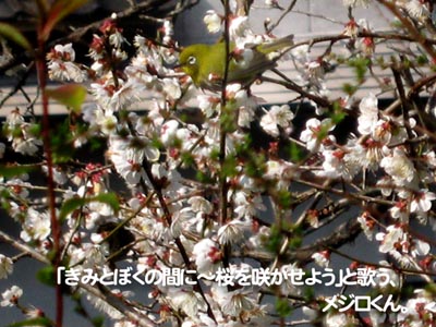 「きみとぼくの間に～桜をさかせよう」と歌う、メジロくん