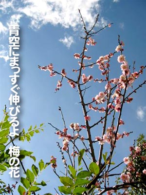 青空にまっすぐ伸びるよ　梅の花