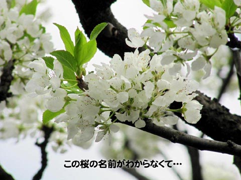 この桜の名前がわからなくて…