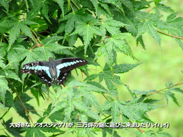 大好きな、アオスジアゲハが、三万坪の庭に遊びに来ました（ハイハイ）