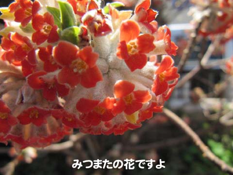 みつまたの花ですよ