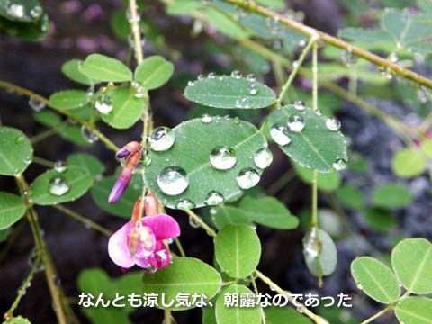 なんとも涼し気な、朝露なのであった