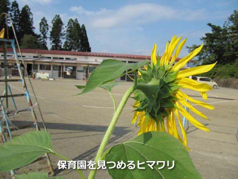 保育園を見つめるヒマワリ