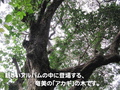 新しいアルバムの中に登場する、奄美の「アカギ」の木です。