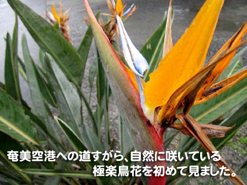 奄美空港への道すがら、自然に咲いている極楽鳥花を初めて見ました。