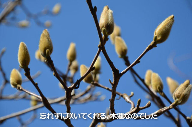 忘れずに咲いてくれる、木蓮なのでした