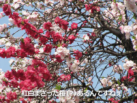 紅白まざった桜（？）あるんですねぇ