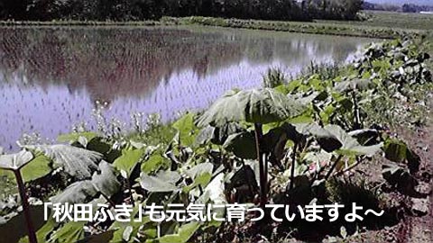 「秋田ふき」も元気に育っていますよ～